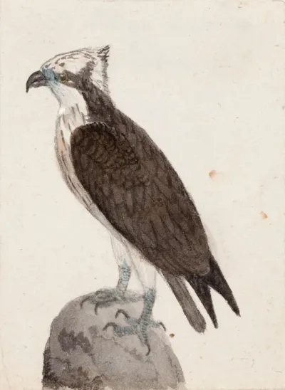 Osprey