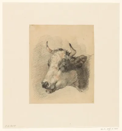 Ossenkop