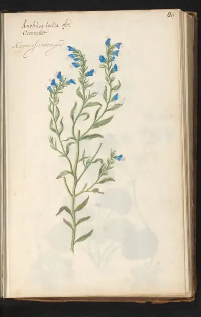 Ossentong (Anchusa officinalis)