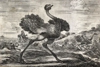 Ostriches fleeing from hounds and a huntsman on horseback