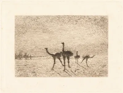 Ostriches in the Desert