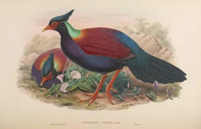 Otidiphaps