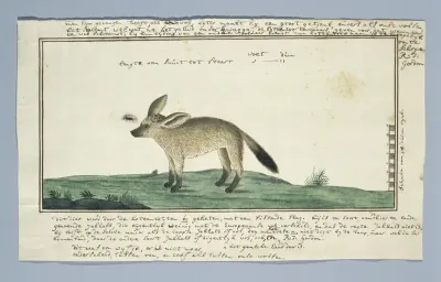 Otocyon megalotis (Grootoorvos; vrouwelijk)