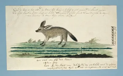 Otocyon megalotis (Grootoorvos)