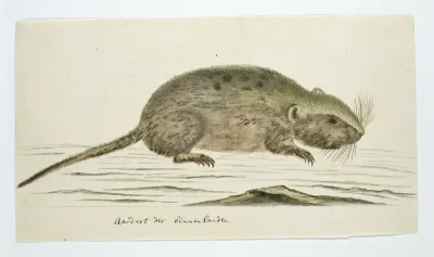 Otomys sp. (Karoo vleirat)