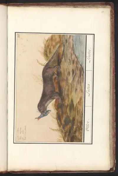 Otter (Lutra lutra)
