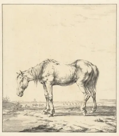 Oud paard bij een water staande