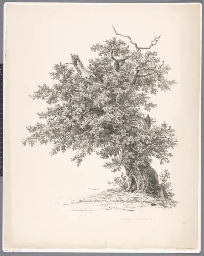 Oude boom