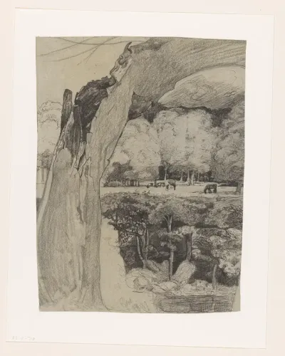 Oude wilg voor een weide met bomen