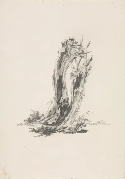 Oude wilgenboom