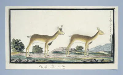 Ourebia ourebi (Oribi)