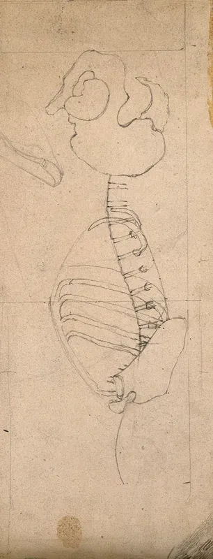 Outline drawing showing the bones of the torso and the pelvis: side view