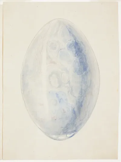 Overview of Oval Shell Stone
