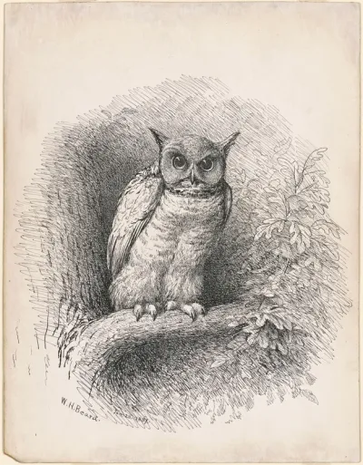 Owl