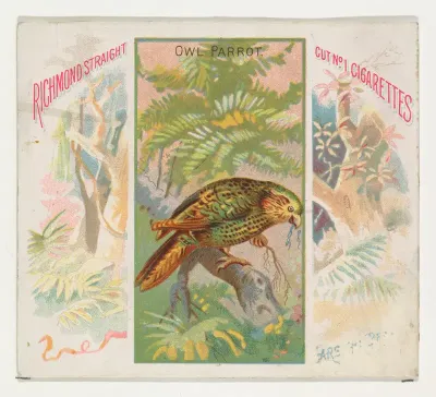 Owl Parrot, from Birds of the Tropics series (N38) for Allen & Ginter Cigarettes
