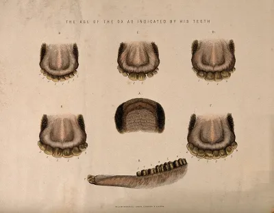Ox's teeth: seven figures showing the stages of development in the teeth of oxes of different ages