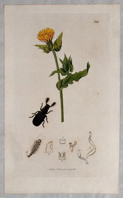 Ox-tongue plant (Picris echioides) with an associated beetle and its anatomical segments