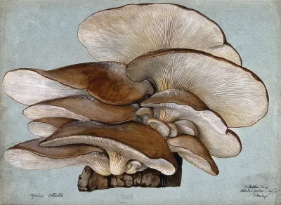 Oyster mushrooms (Pleurotus ostreatus) growing on wood