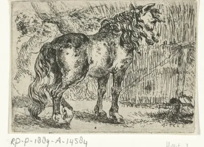 Paard