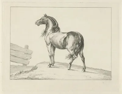 Paard