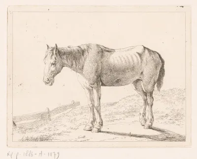 Paard