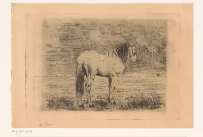 Paard
