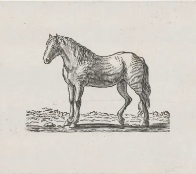 Paard