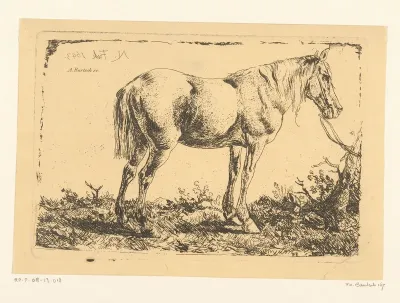 Paard aan een boom