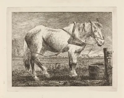 Paard bij een emmer