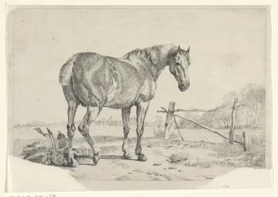 Paard bij een hek in een weiland