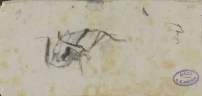 Paard bij een trog