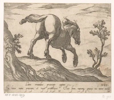 Paard een heuvel afrennend, van achteren gezien