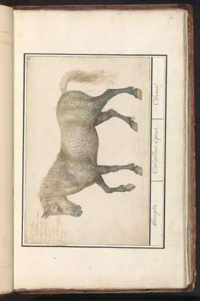Paard (Equus ferus caballus)