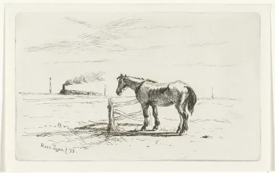 Paard in een weiland