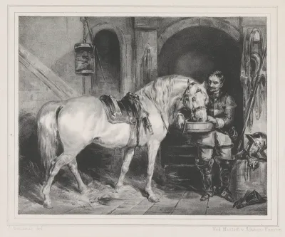 Paard krijgt te drinken