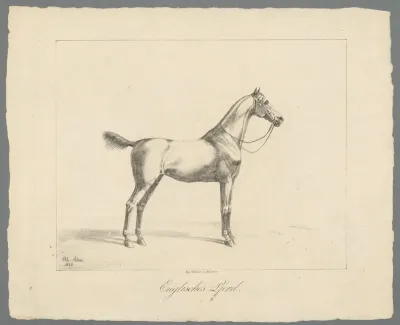 Paard met korte staart en manen
