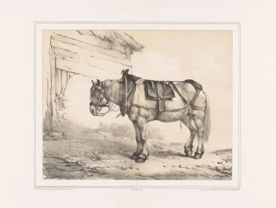 Paard met zadel en halster