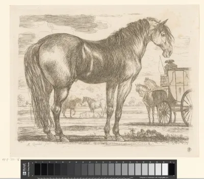 Paard, staand naar rechts