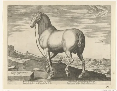 Paard uit Corsica