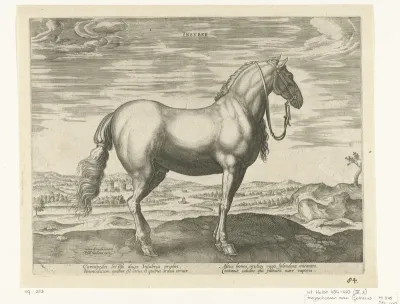 Paard uit Noord-Italië (Insuber)