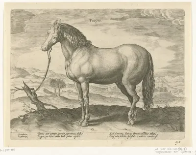 Paard uit Turkije