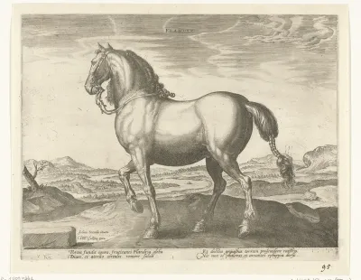 Paard uit Vlaanderen