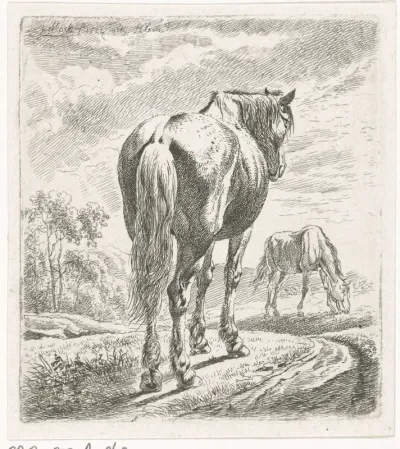 Paard van achteren gezien