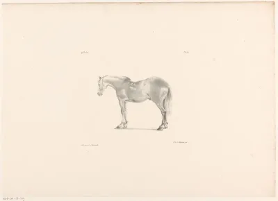 Paard van opzij gezien