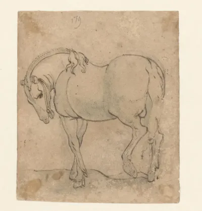 Paard van opzij gezien