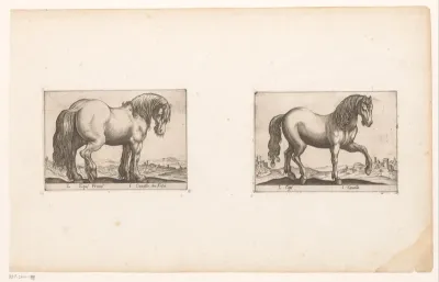 Paarden