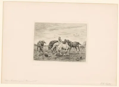 Paarden in een veld