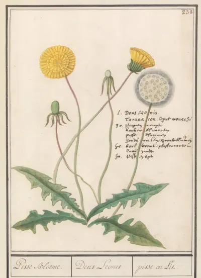 Paardenbloem (Taraxacum officinale)