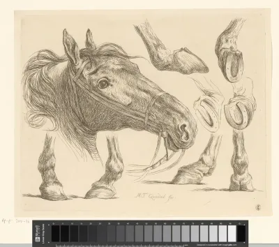 Paardenhoofd en -hoeven
