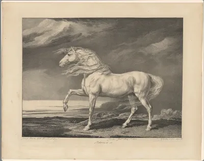 Paardenportret van Adonis